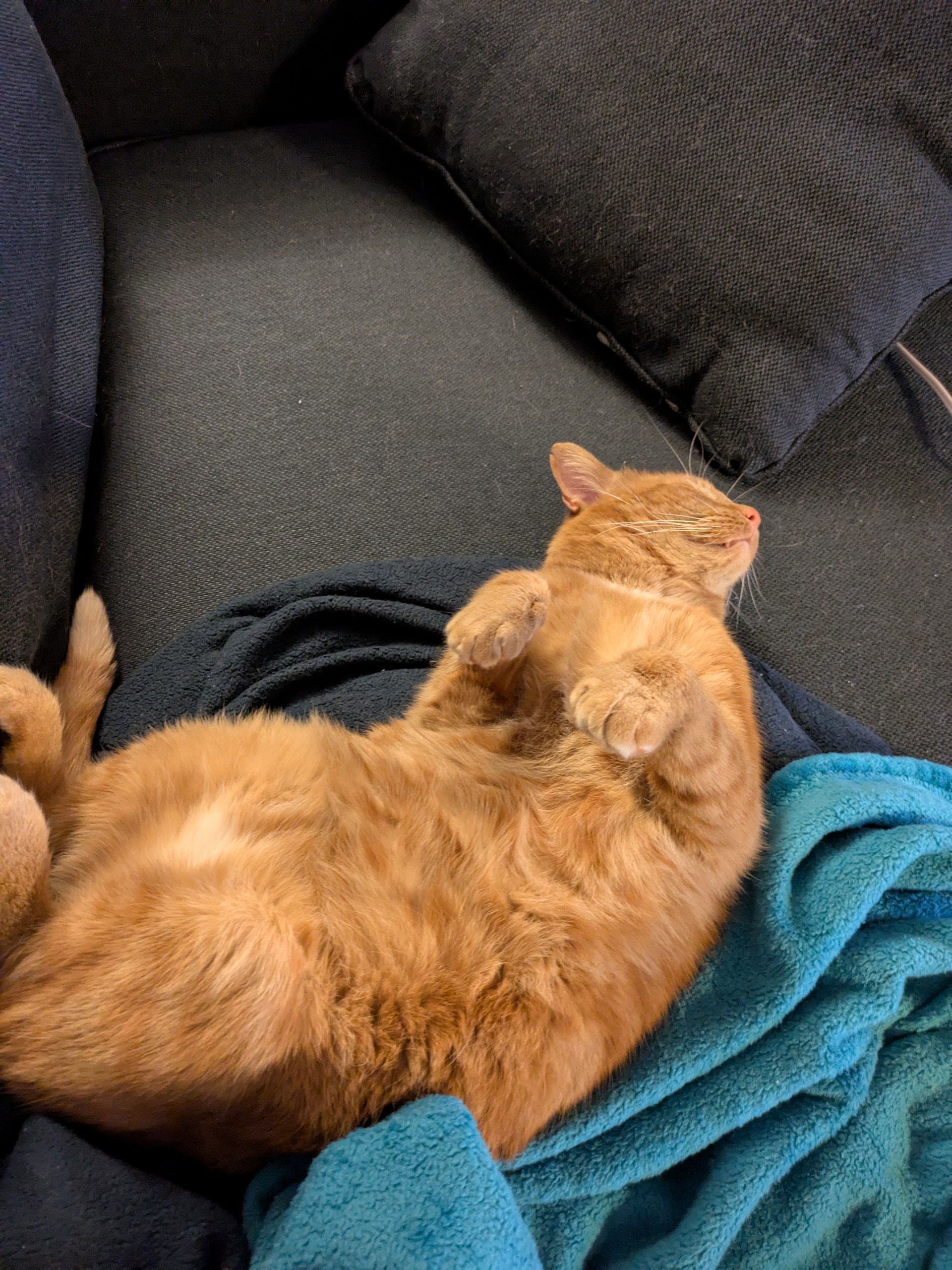 orange kitty belly 
