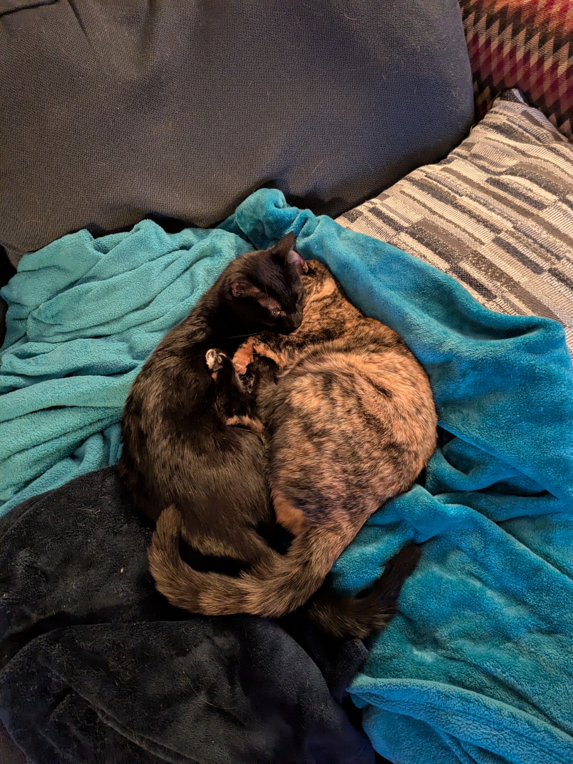 two kitties snuggling 