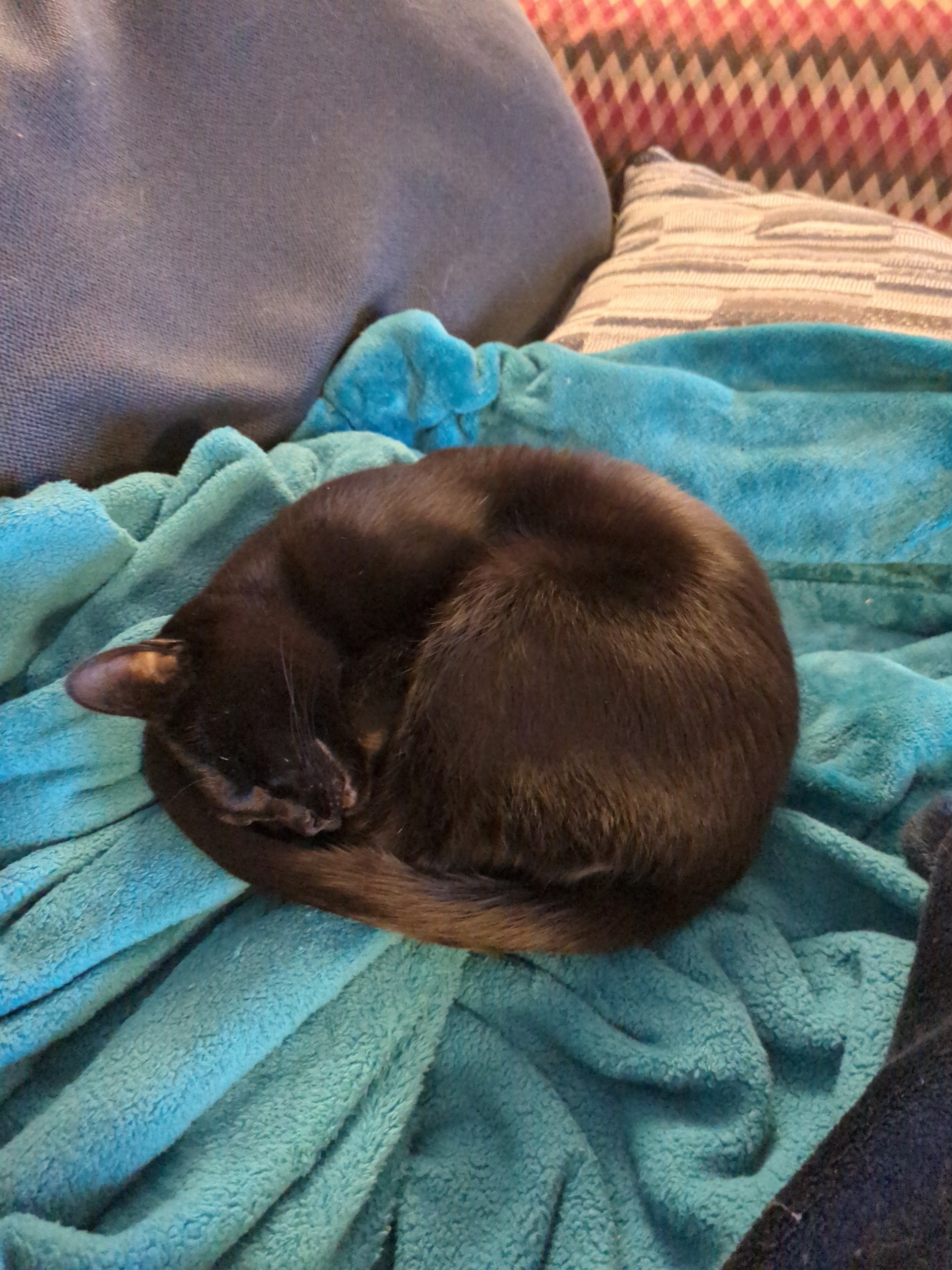 black cat curled up asleep 
