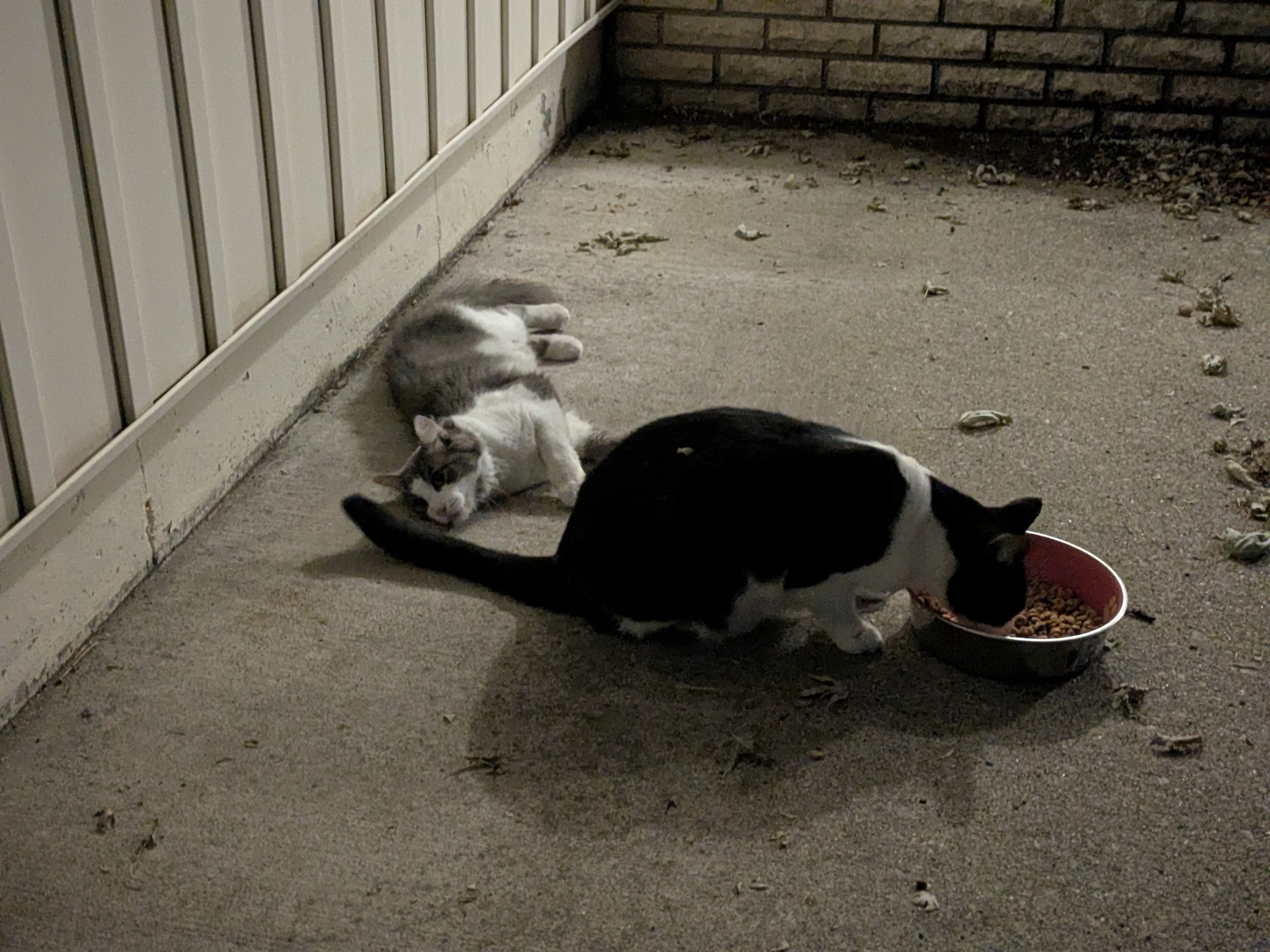 two cats on a patio 