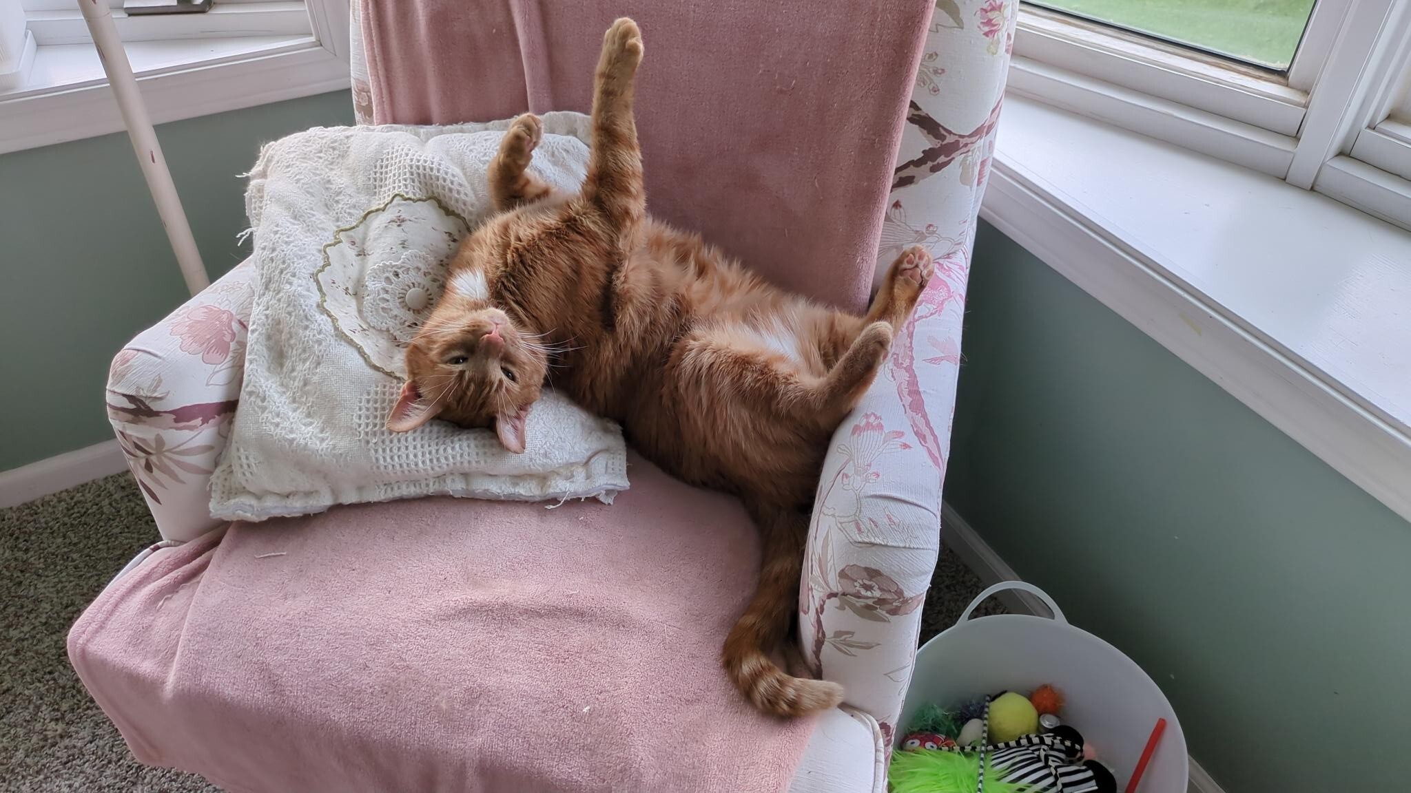 Cat laying in chair 