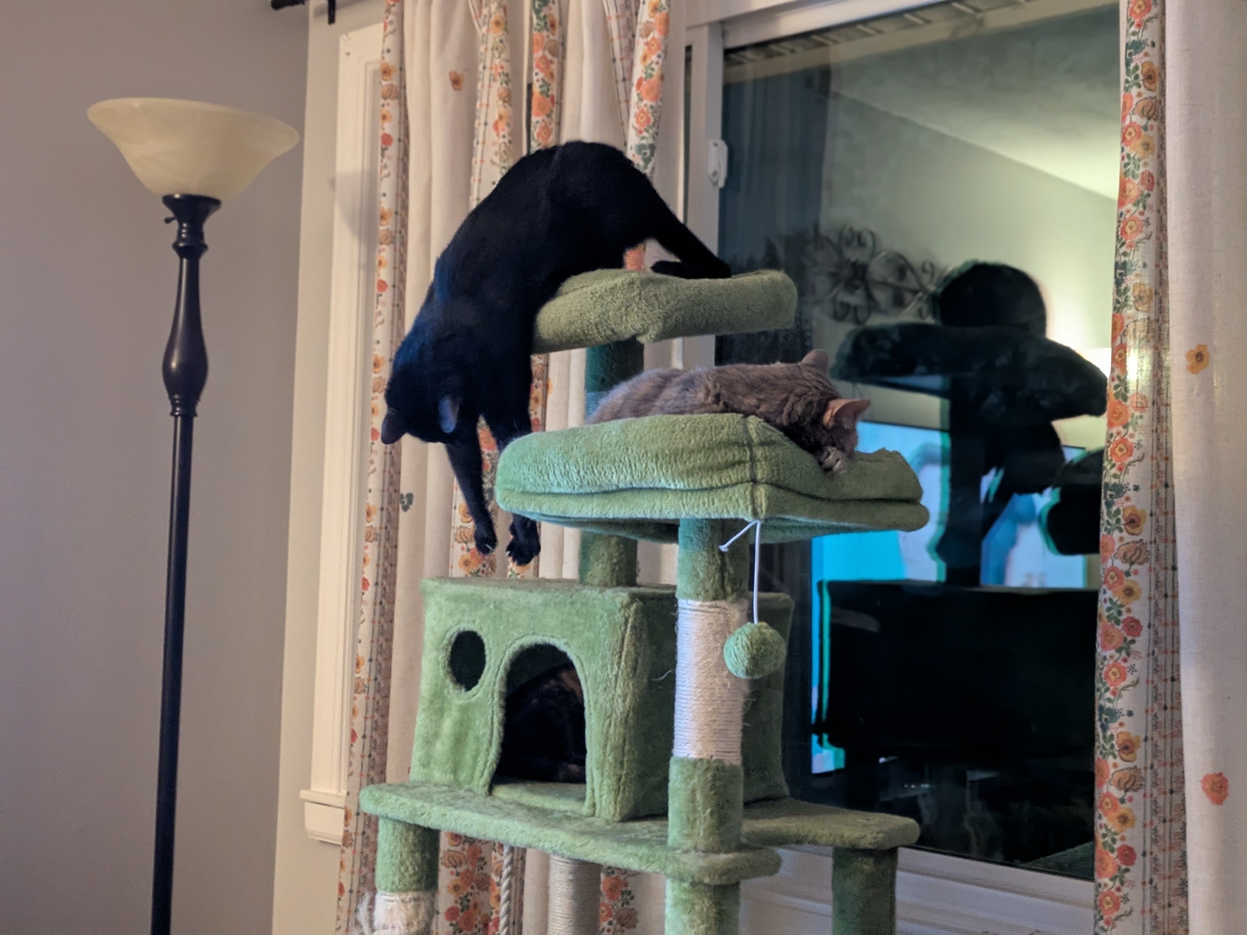 Black cat on cat tree.