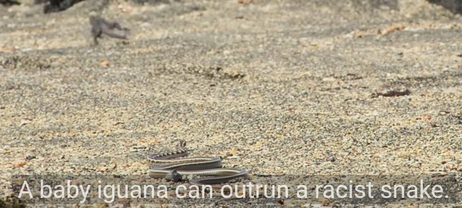 A baby iguana running away from a racer snake on a sandy beach