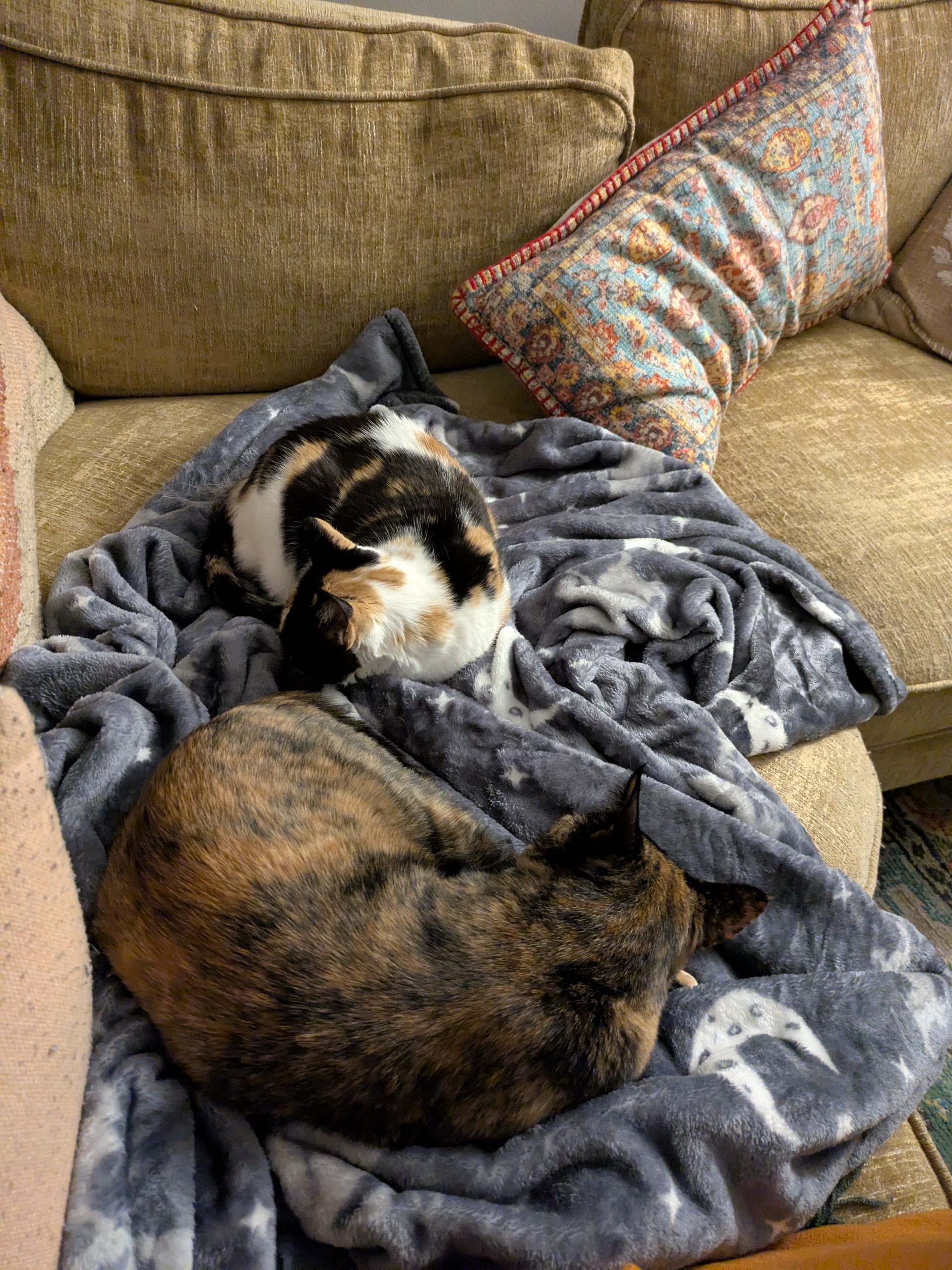 two kitties napping.