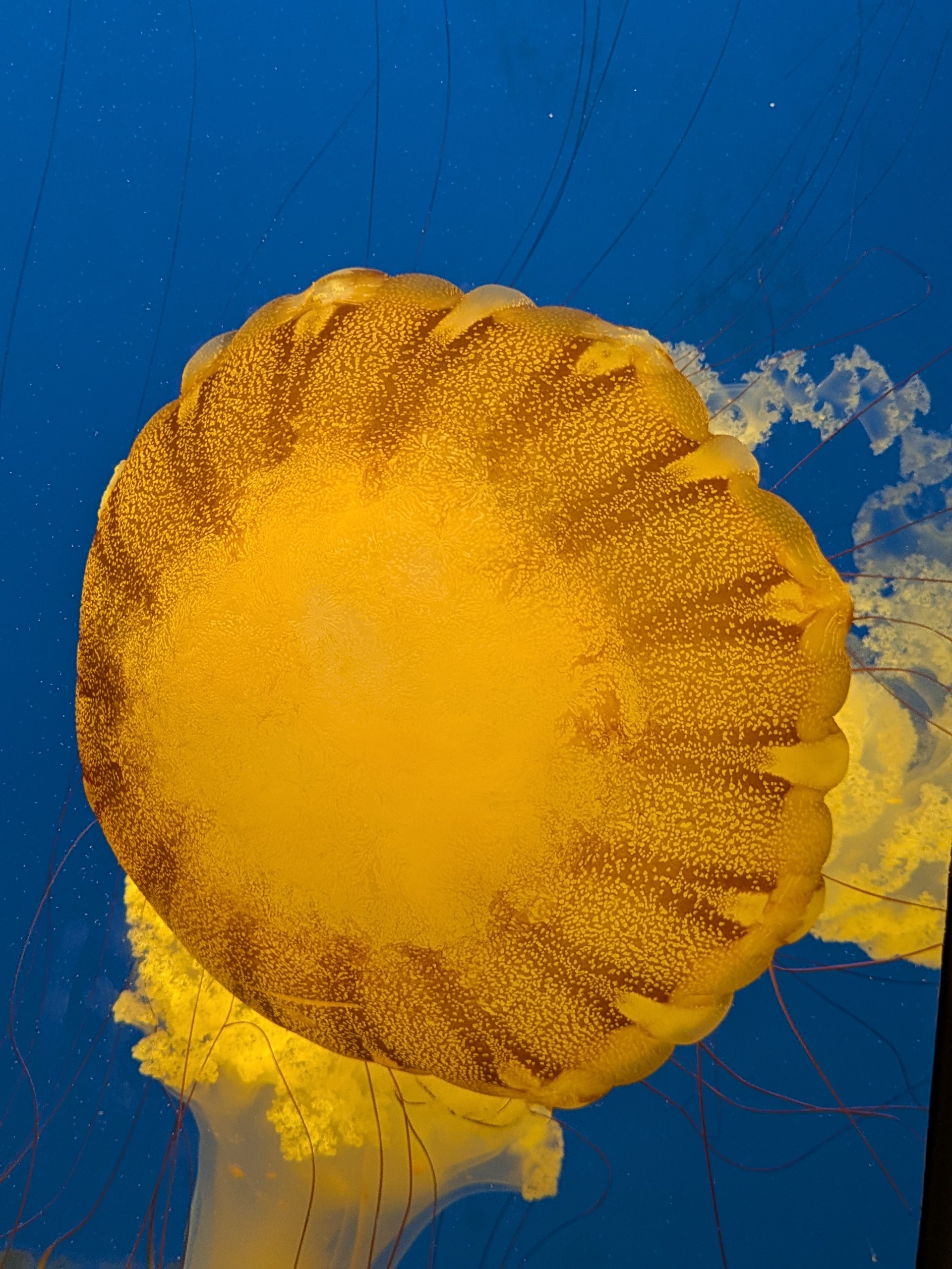 Orange Jelly Fish on Blue background.