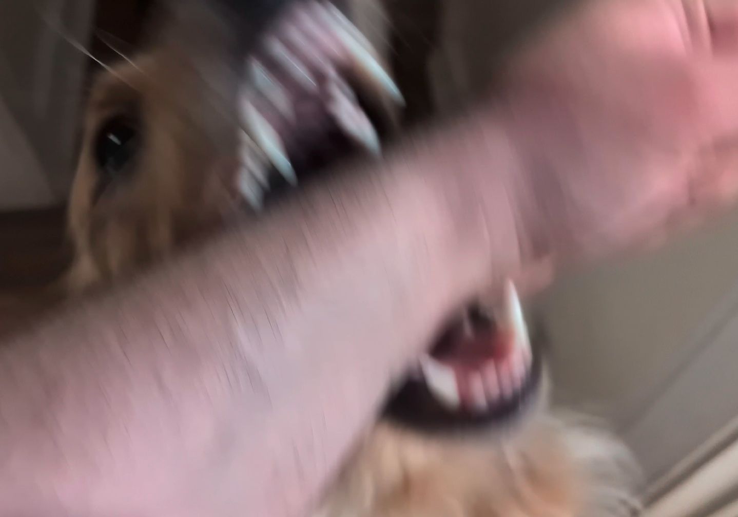 A golden retriever biting down on a human arm. The picture has motion blur that makes it appear like the dog has multiple rows of teeth.