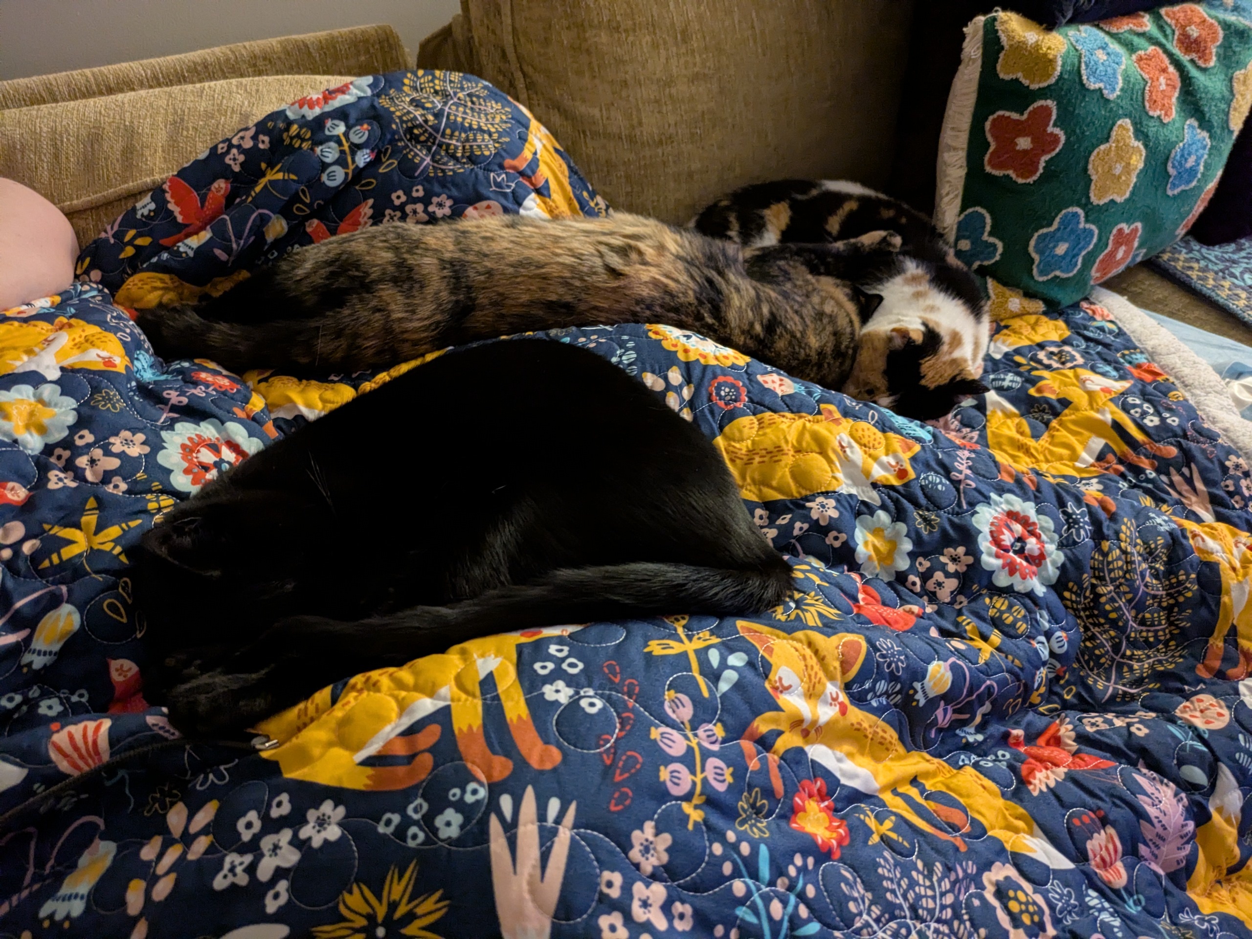 three cats on a blanket 