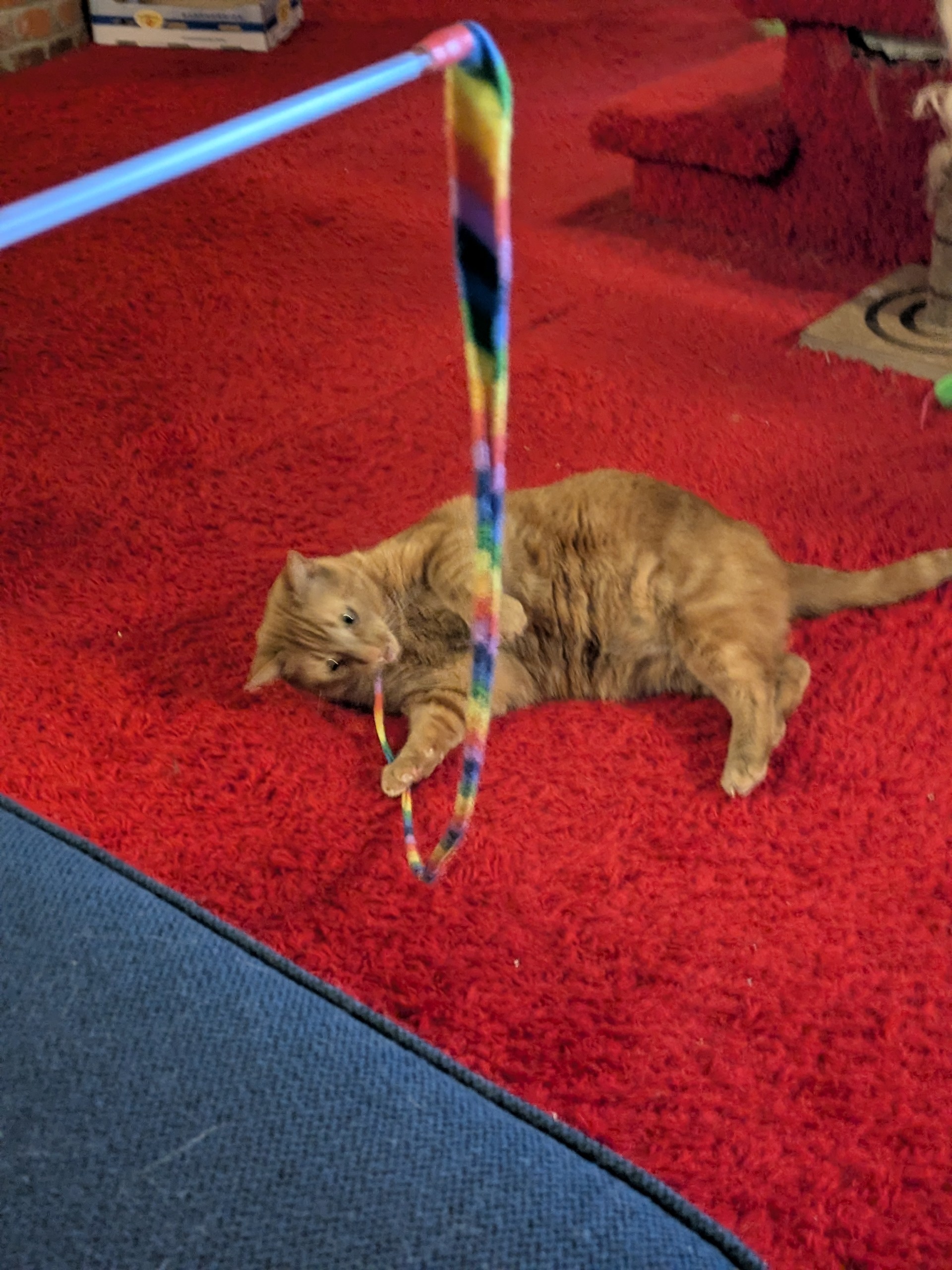 orange cat playing with rainbow ribbon.