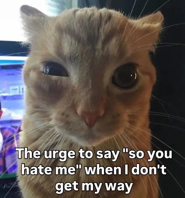 A cat with a twitching eye captioned with: 'The urge to say "so you hate me" when I don't get my way'.