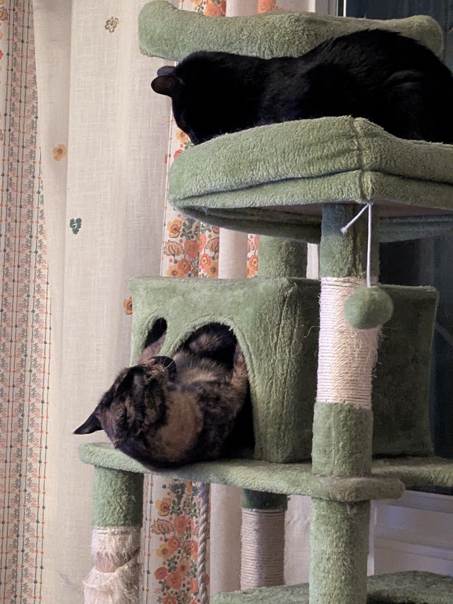 two cats on a cat tree