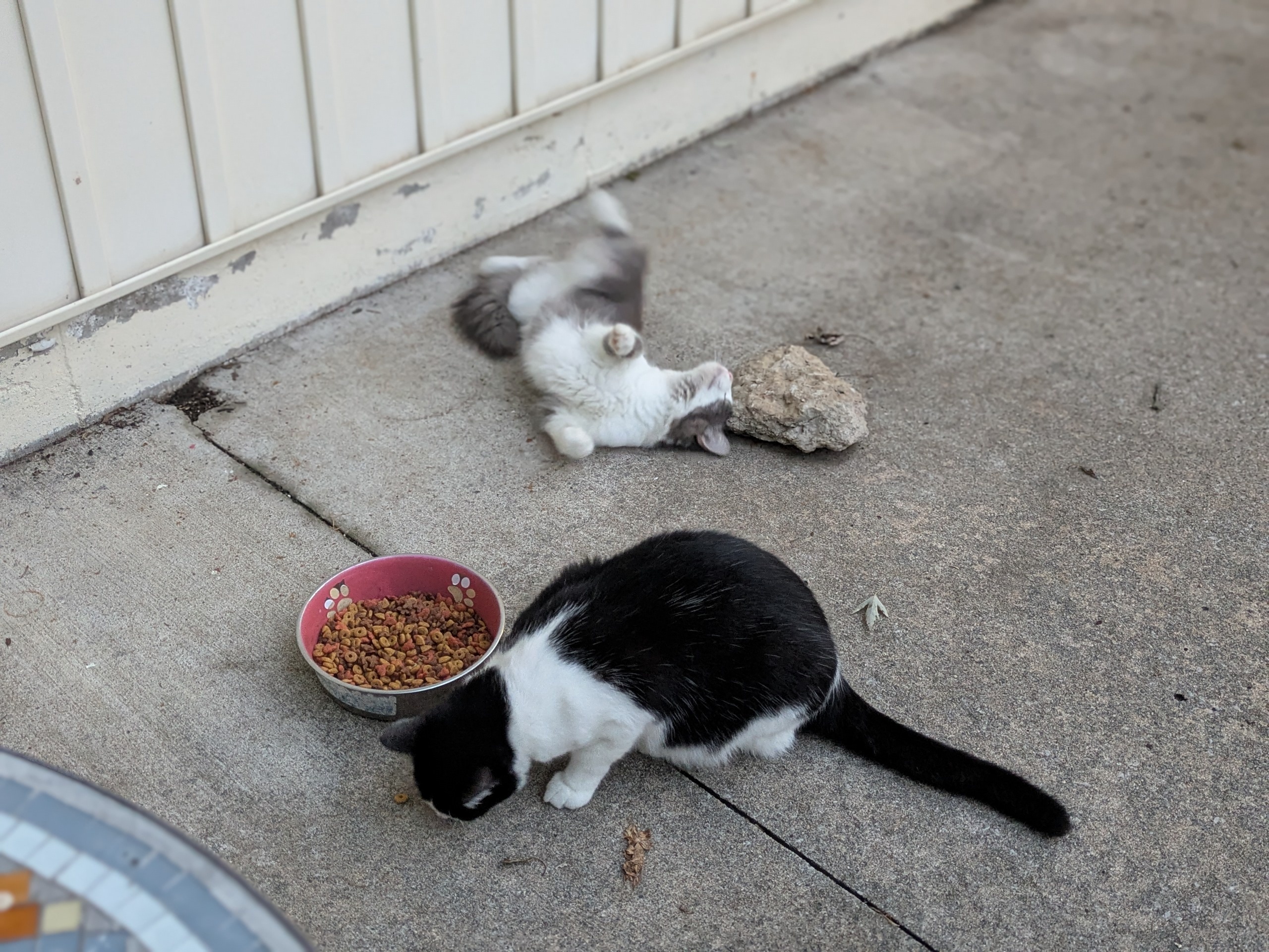 Two cats on the patio 