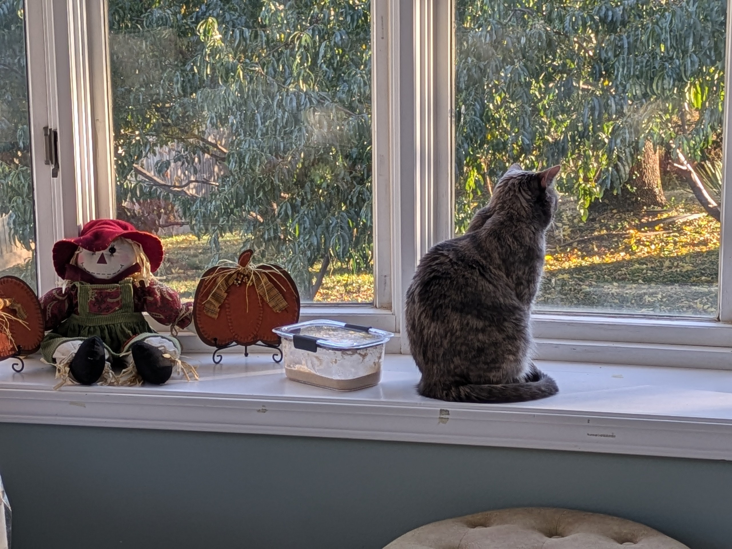 cat and sourdough starter staring off into the distance.