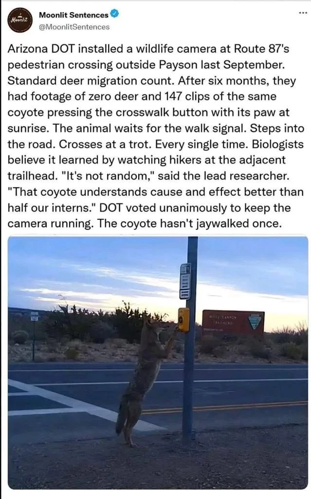 Twitter post from Moonlit Sentences  Arizona DOT installed a wildlife camera at Route 87's pedestrian crossing outside Payson last September. Standard deer migration count. After six months, they had footage of zero deer and 147 clips of the same coyote pressing the crosswalk button with its paw at sunrise. The animal waits for the walk signal. Steps into the road. Crosses at a trot. Every single time. Biologists believe it learned by watching hikers at the adjacent trailhead. "It's not random," said the lead researcher. "That coyote understands cause and effect better than half our interns." DOT voted unanimously to keep the camera running. The coyote hasn't jaywalked once.
