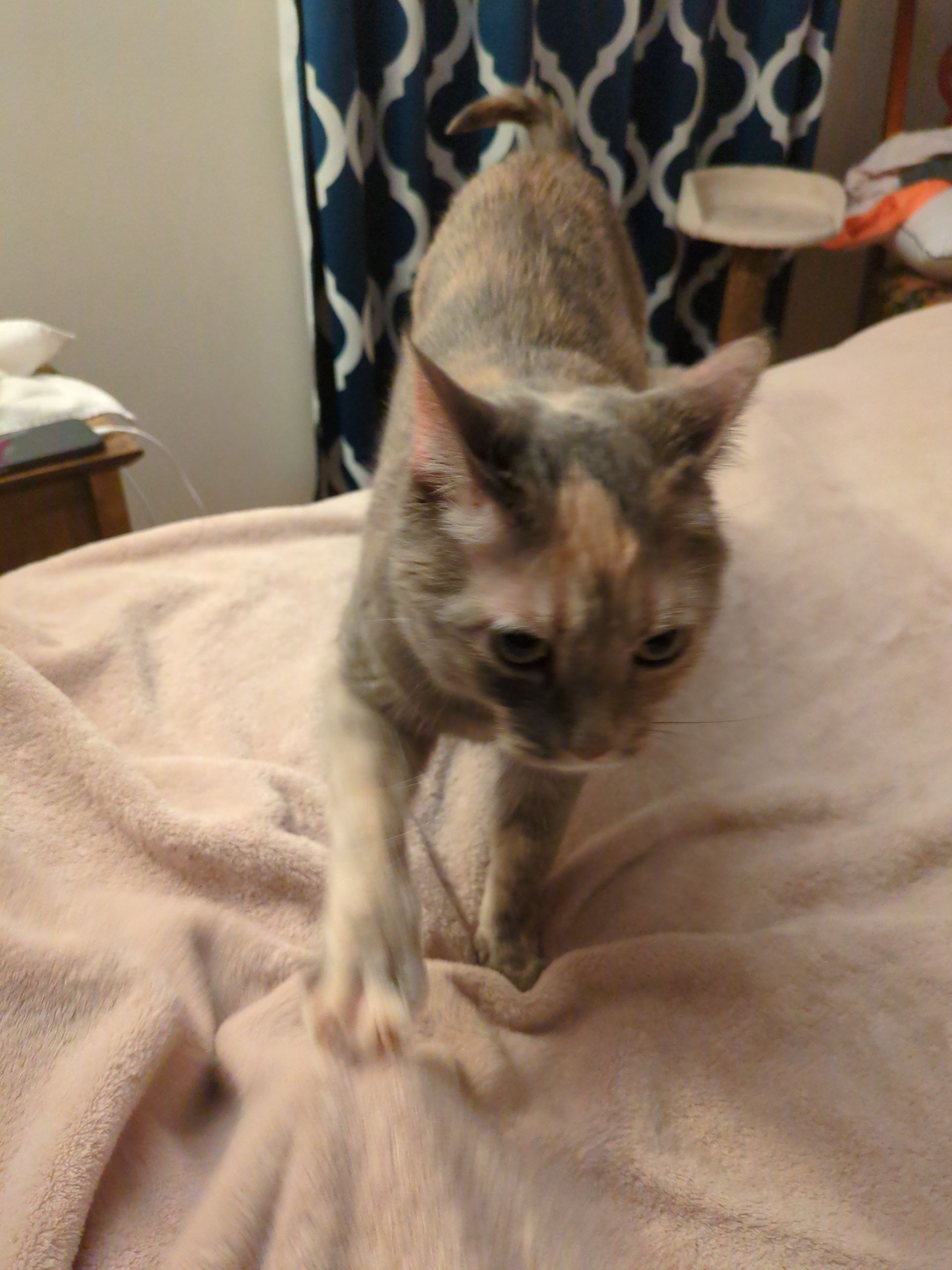 cat making biscuits 